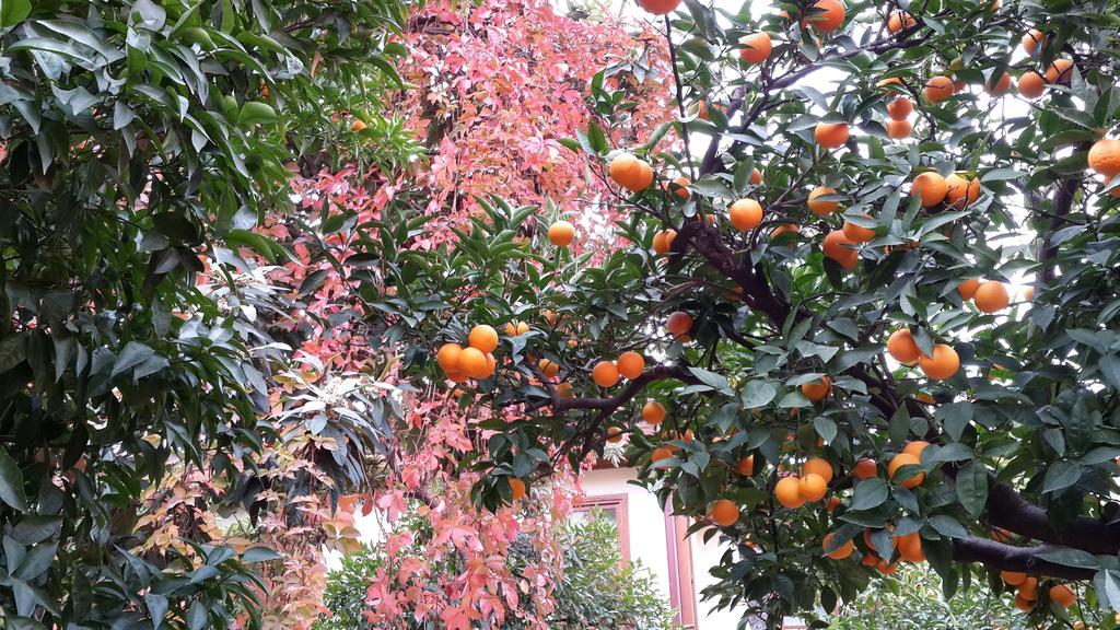 Citrus Garden Hotel Antalya Exterior foto